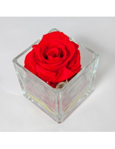 Rosa stabilizzata rossa