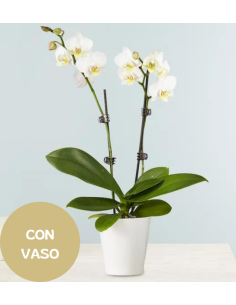 Pianta di Orchidea bianca