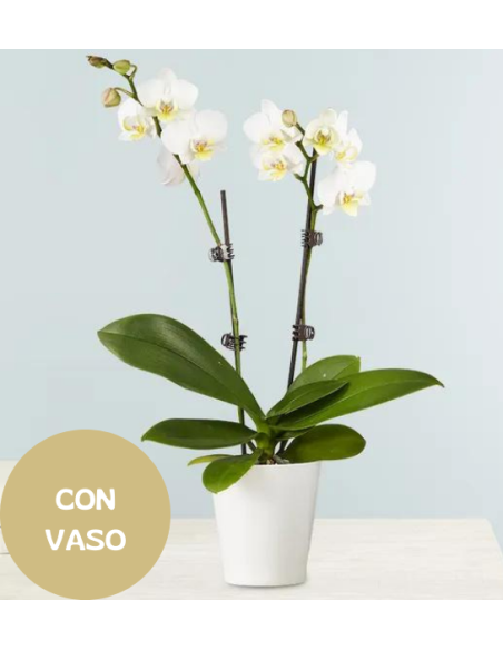 Pianta di Orchidea bianca