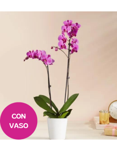 Pianta di Orchidea rosa