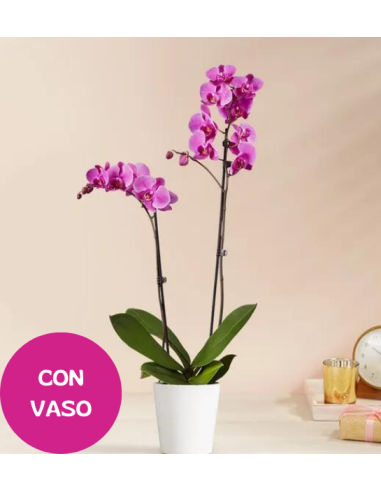 Pianta di Orchidea rosa