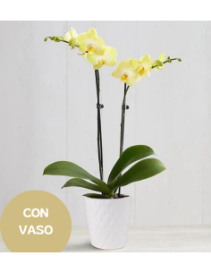 Pianta di Orchidea gialla