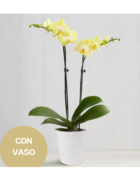 Pianta di Orchidea gialla