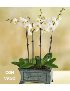 Composition with 2 white orchids