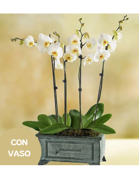 Composition with 2 white orchids