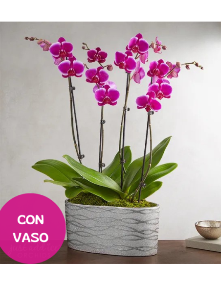 Composizione con 2 orchidee rosa