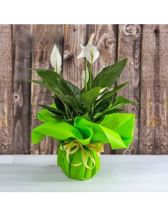 Flowering plant of Spathiphyllum