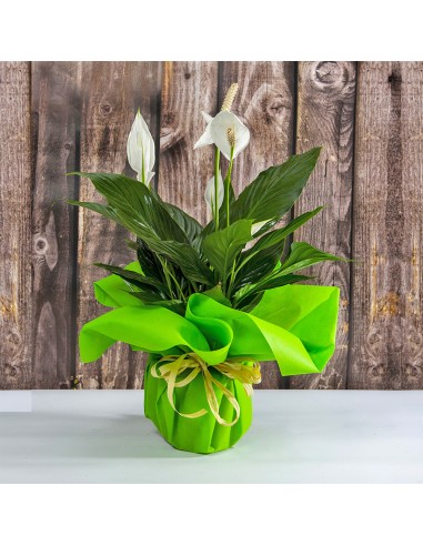 Pianta fiorita di Spathiphyllum