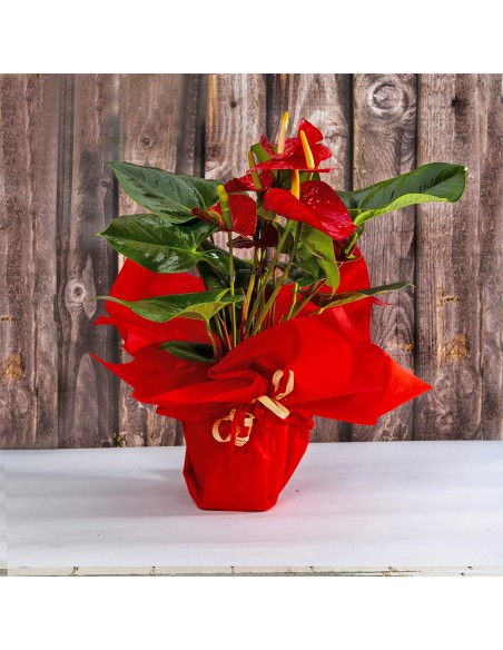 Flowering plant of red Anthurium