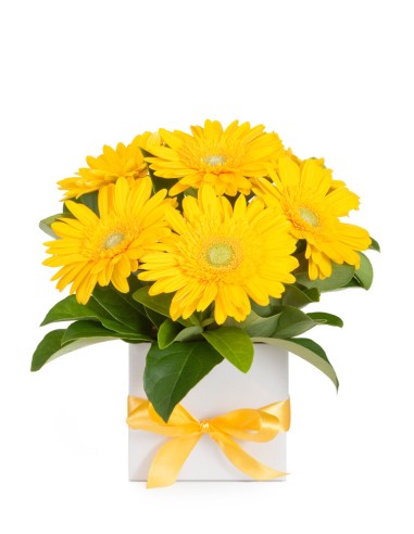 Bouquet in water with yellow gerberas | Turin Flowers