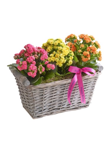 Colorful kalanchoe garden